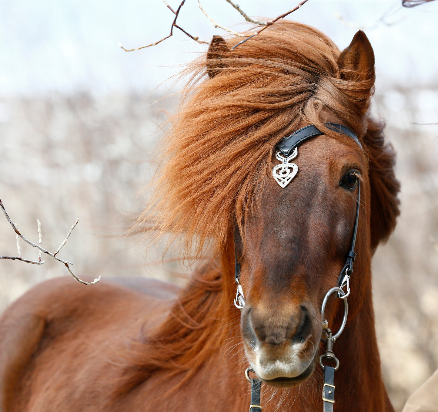 Huvudlag Ennislauf Sleipnir