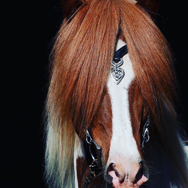 Huvudlag Ennislauf Sleipnir
