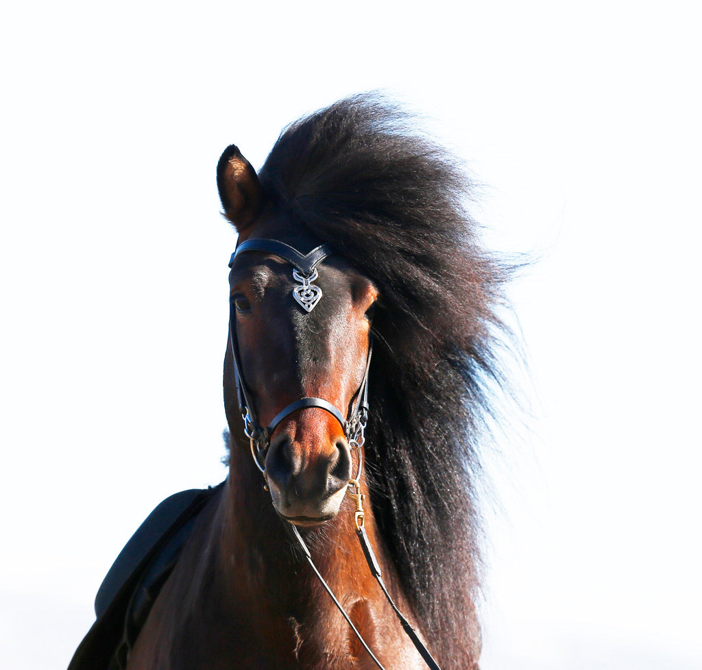Huvudlag Ennislauf Sleipnir