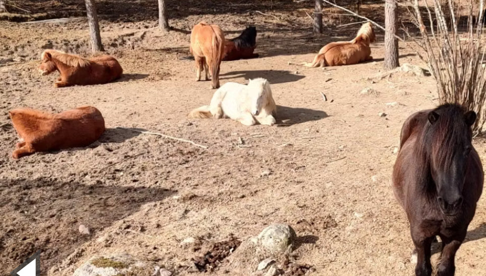 Fytomin Väsxbaserat Mineral & Näringstillskott